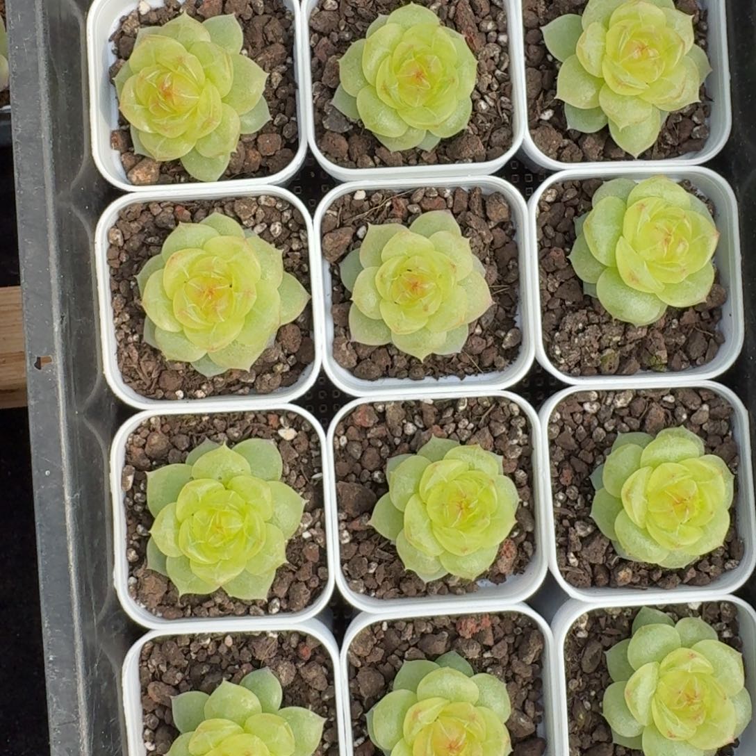 1108-60-3013单头量拍