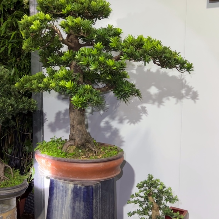 古***赁无花朵高端精品罗汉松盆景