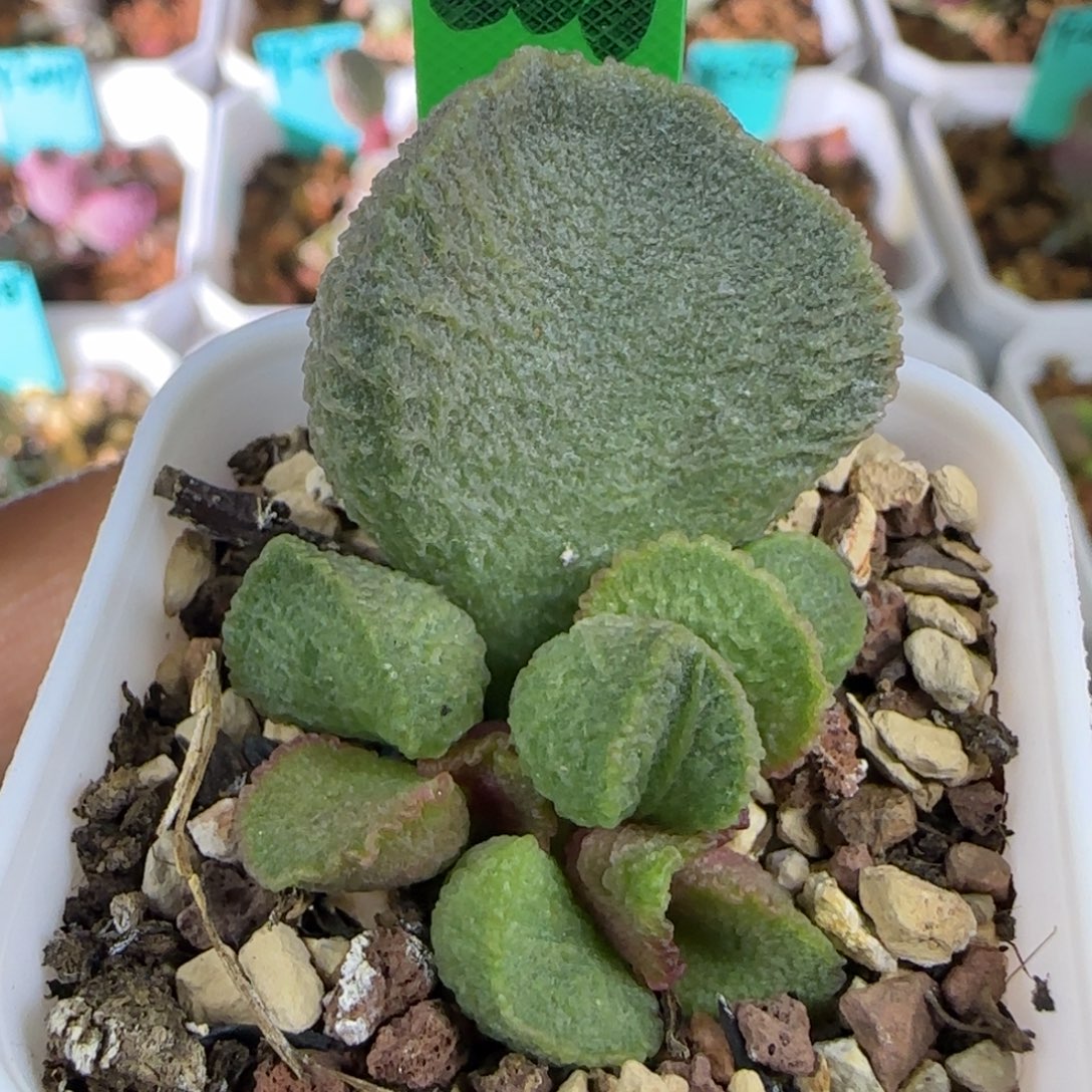 编号668底叶插，四方盆发