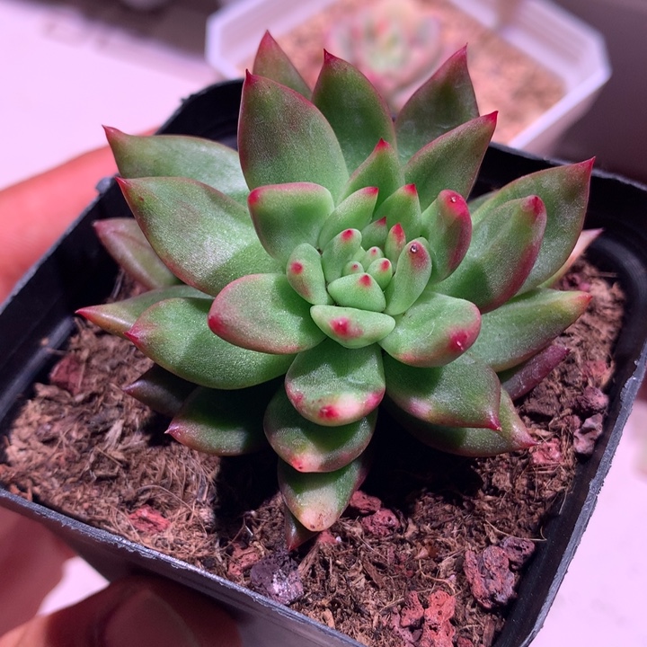 不知名锦锦锦锦锦