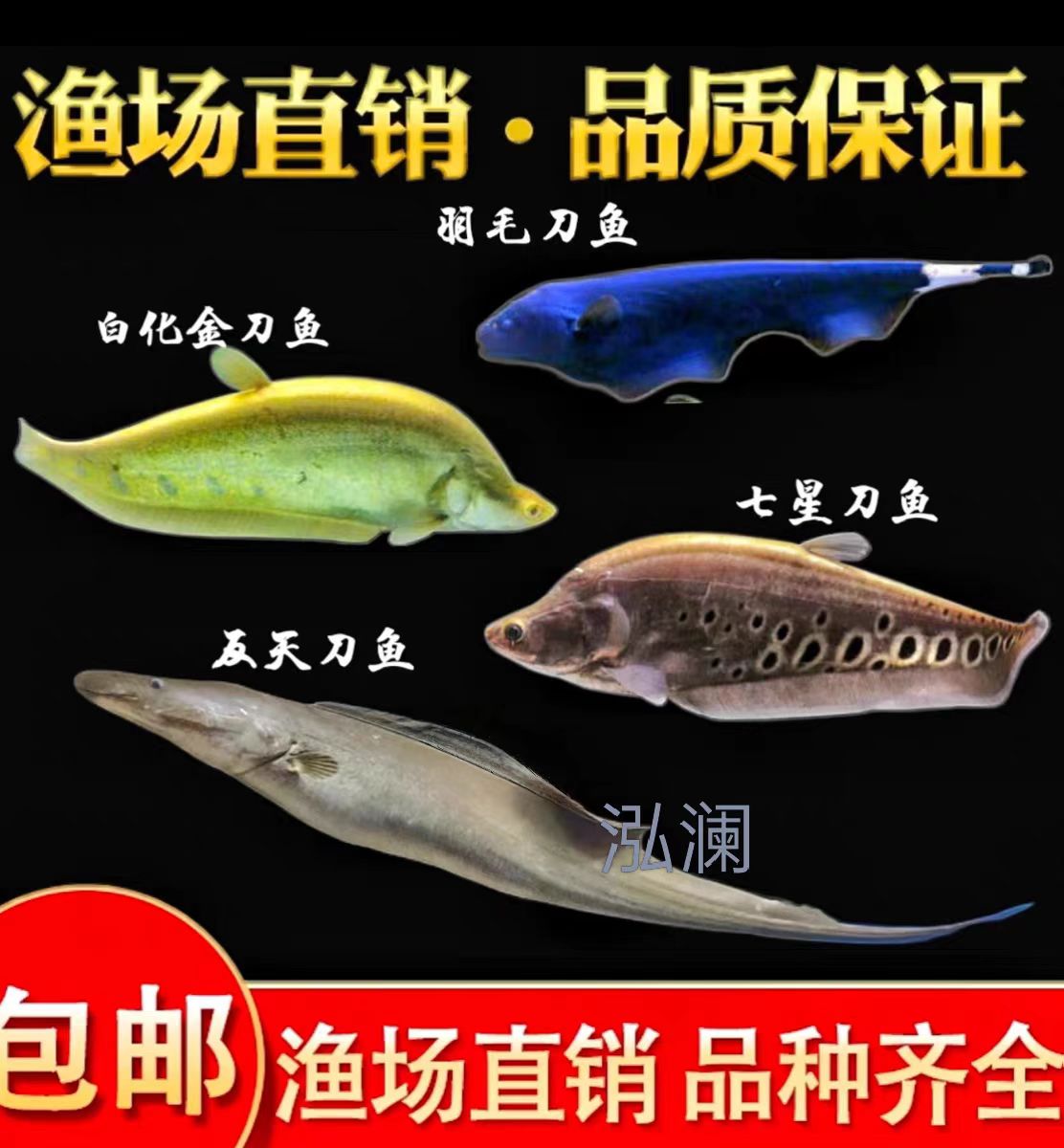 七星刀鱼活体东洋刀鱼黄金白化金刀热带观赏鱼骨舌鱼羽毛刀鱼