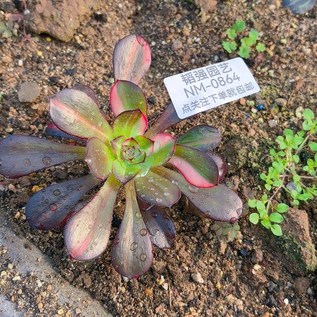 花蝴蝶多肉植物四号864