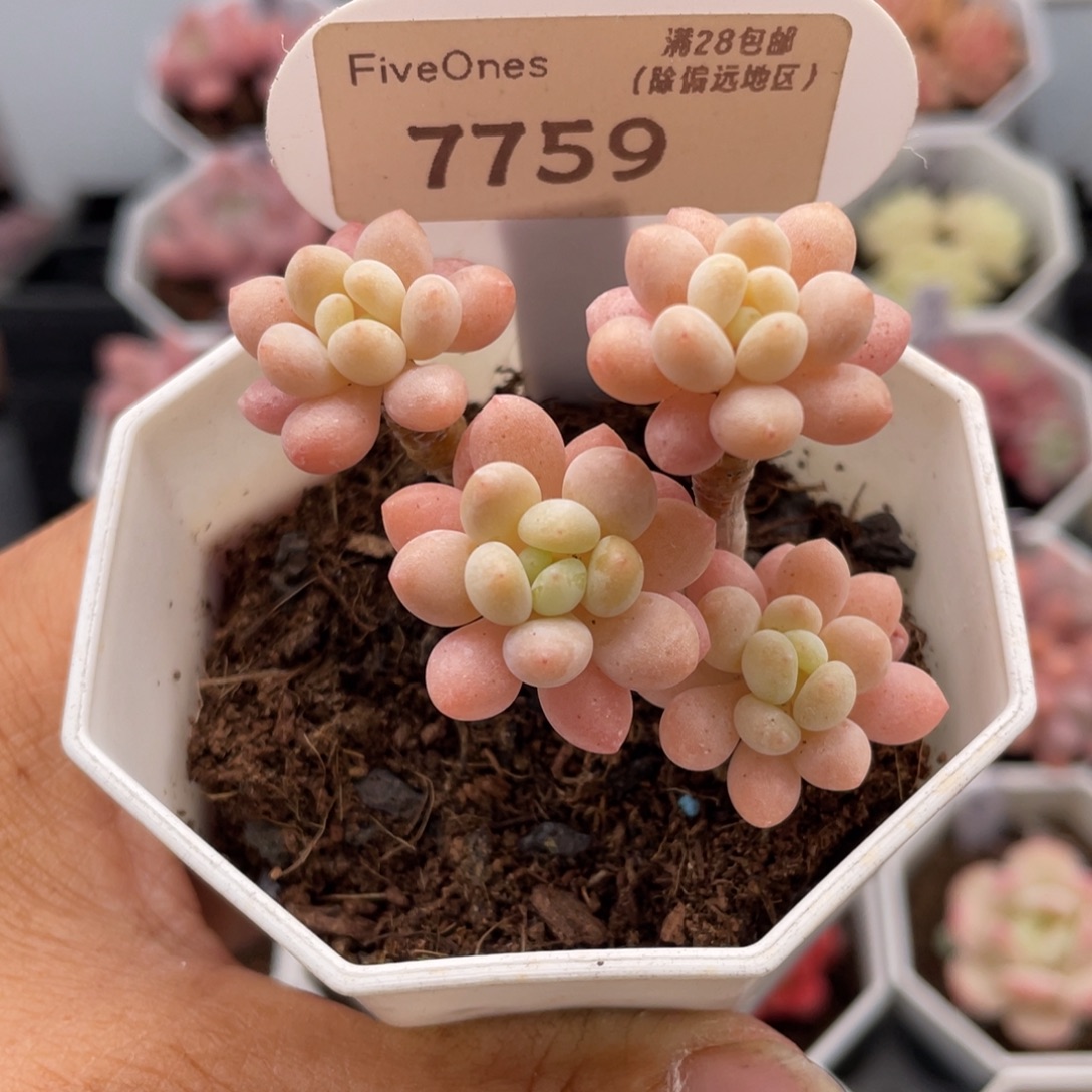 洛可可7759-6.0厘米