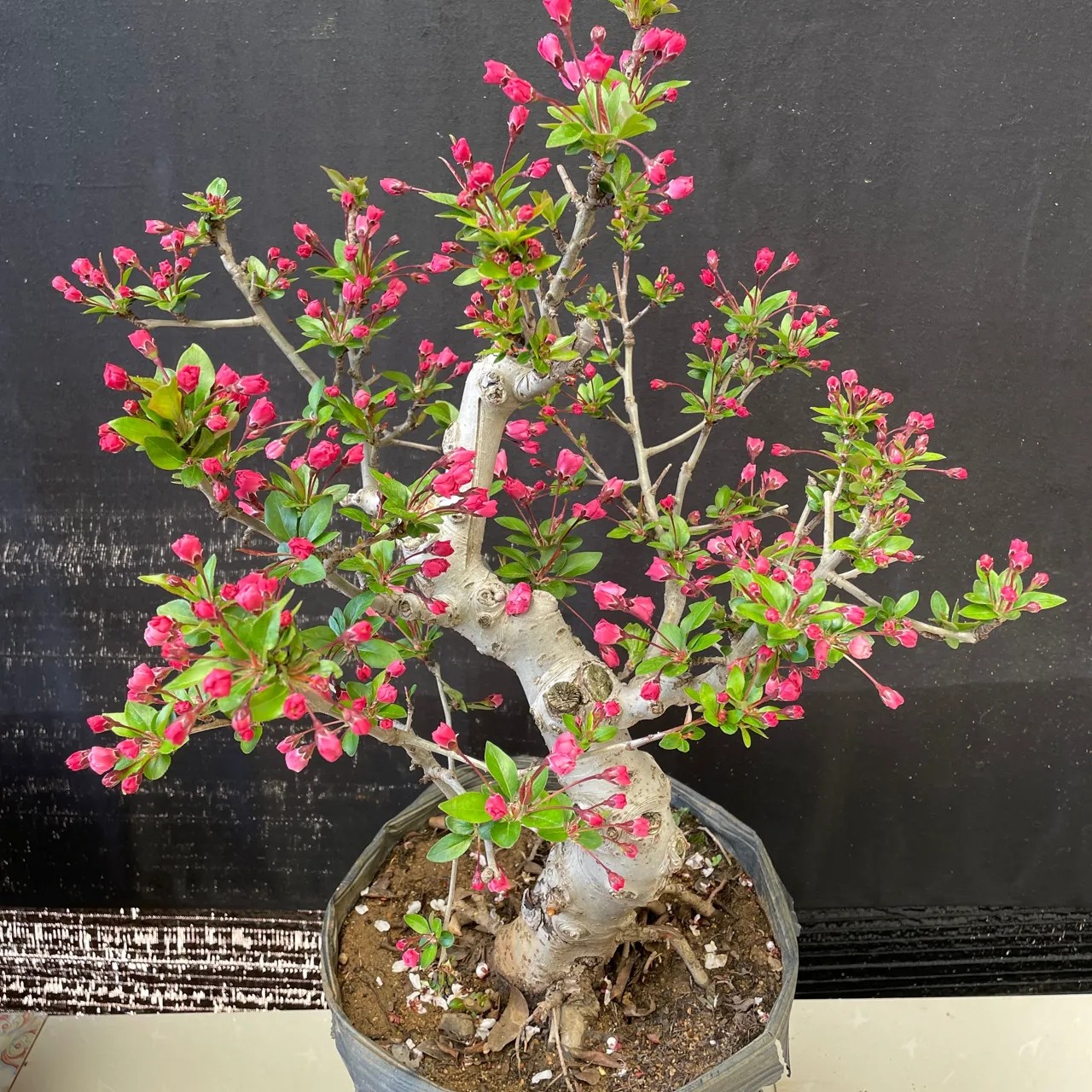 垂丝海棠花卉树苗盆栽地栽好养活当年开花耐寒耐热老桩盆景