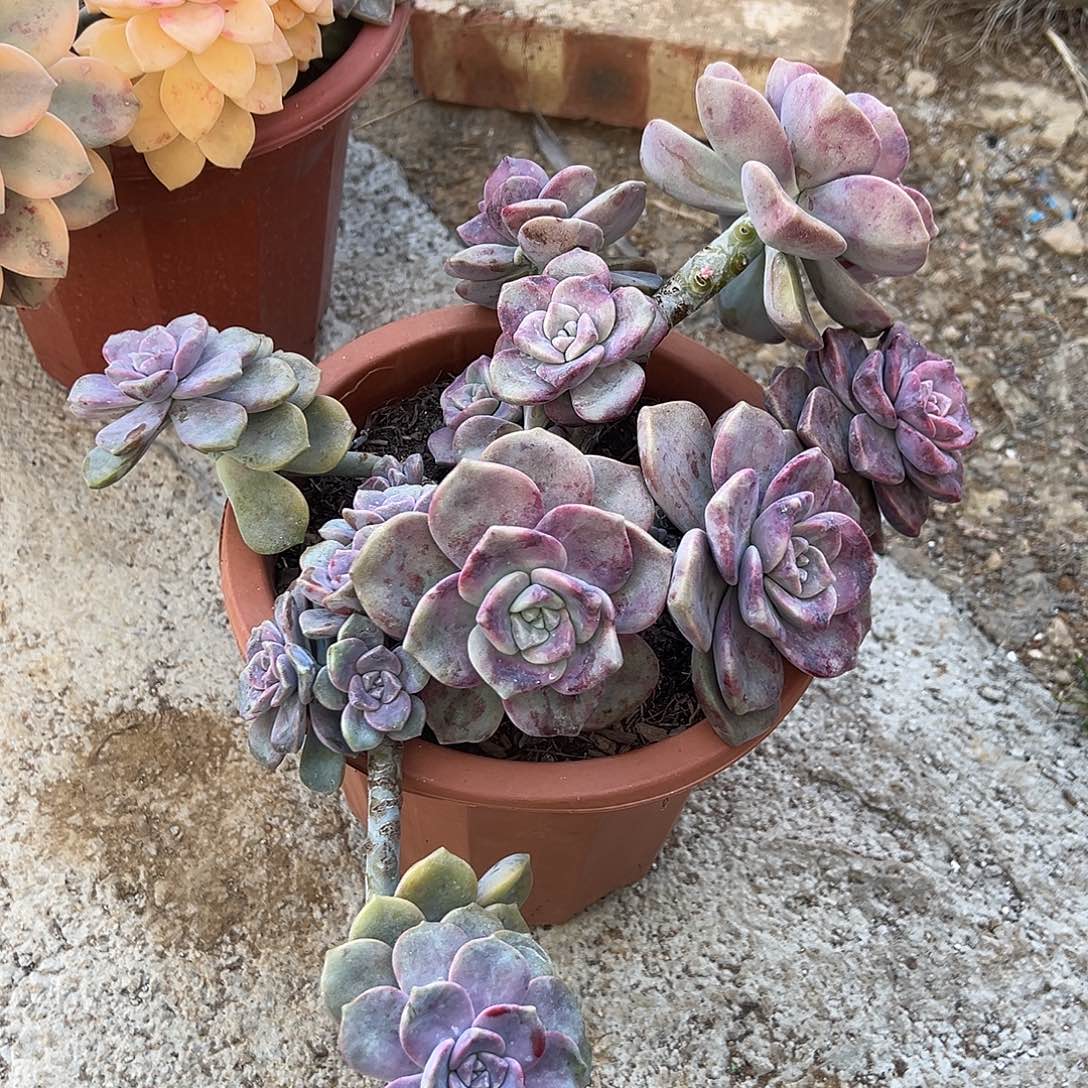 石化紫乐裸根发货。  