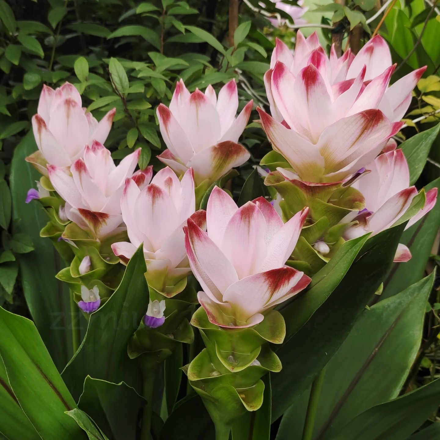 【姜荷花】进口种球耐热耐晒球根花期长多年生庭院阳台花卉植物室内