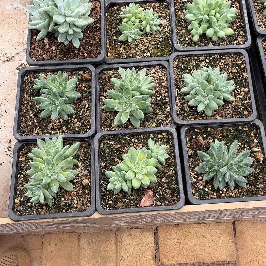 ?**?寄养链接的，我们