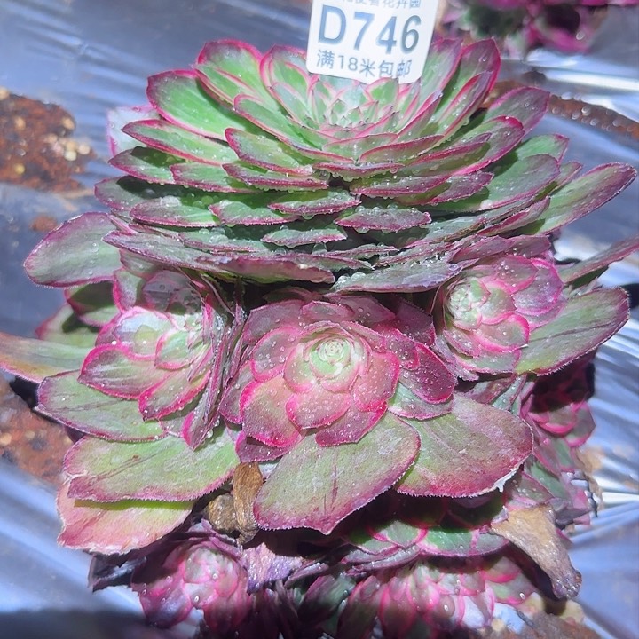 多肉法师莲花座朵朵