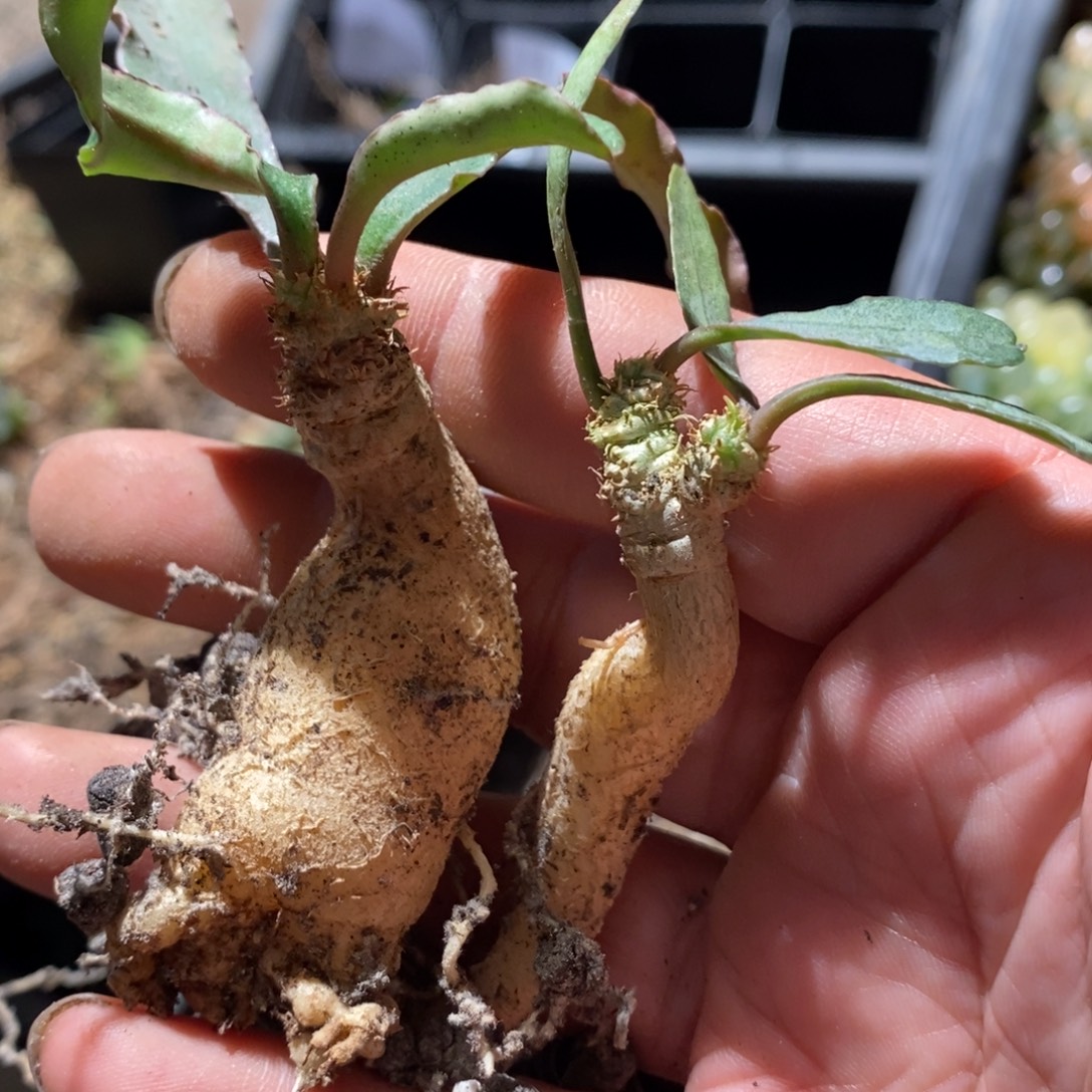 红***）6136  两颗一起 福利。 