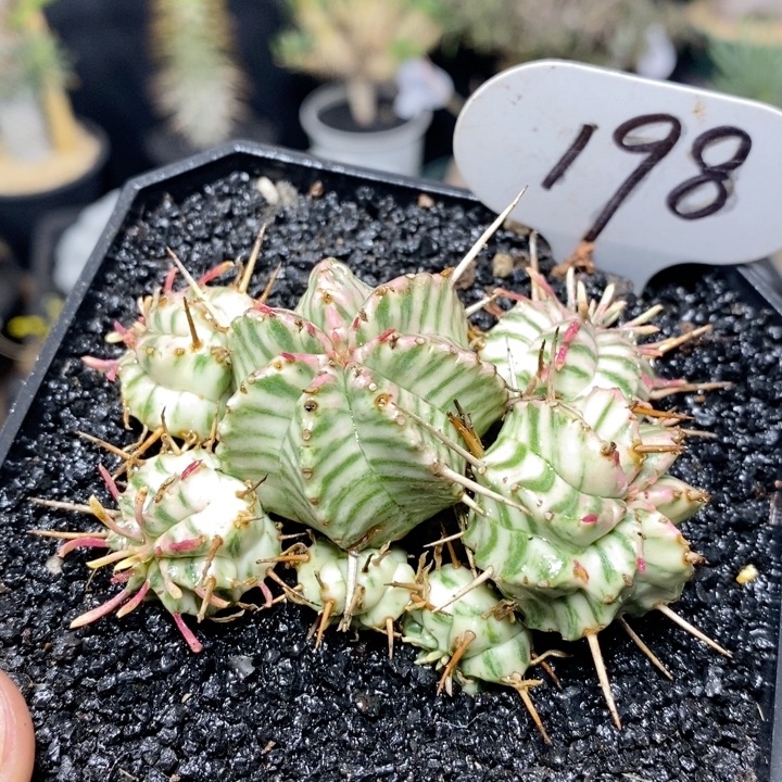 198号实生斑马锦群生7.5cm