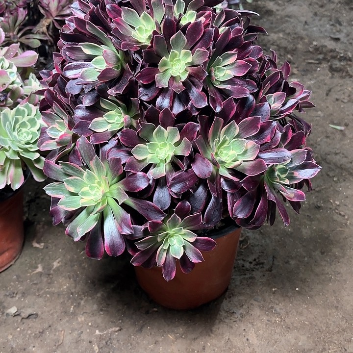 多肉植物金丝雀25