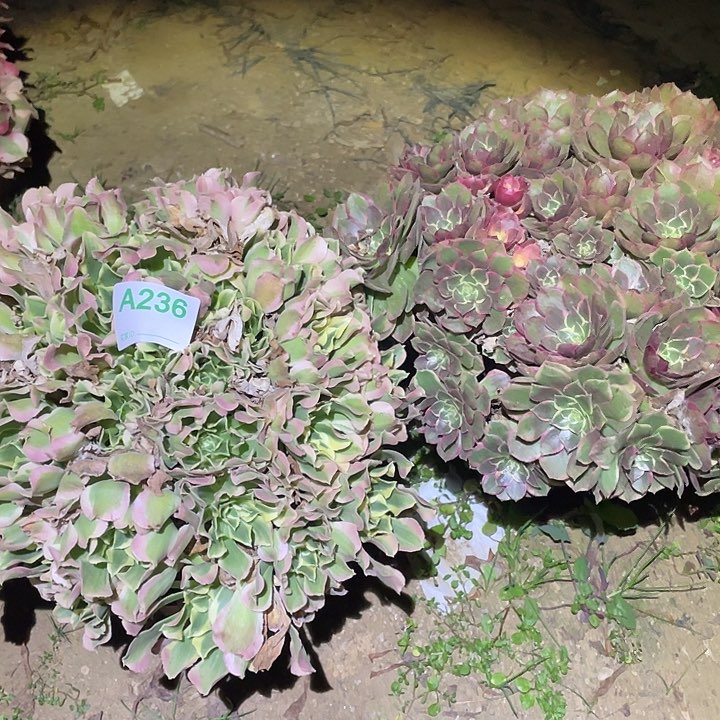 大**暖多肉植物断枝不包236粉花妖白凤