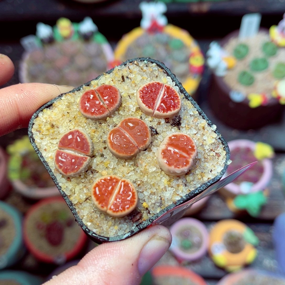 166生石花带盆发1