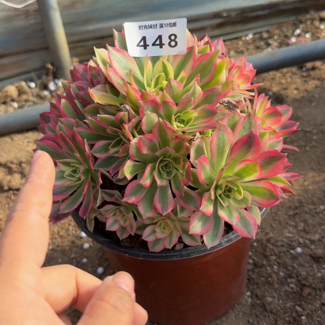 448粉水晶。多肉植物