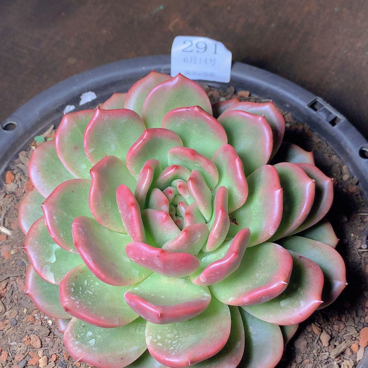 【闪购商品】云291号香奈儿20厘米