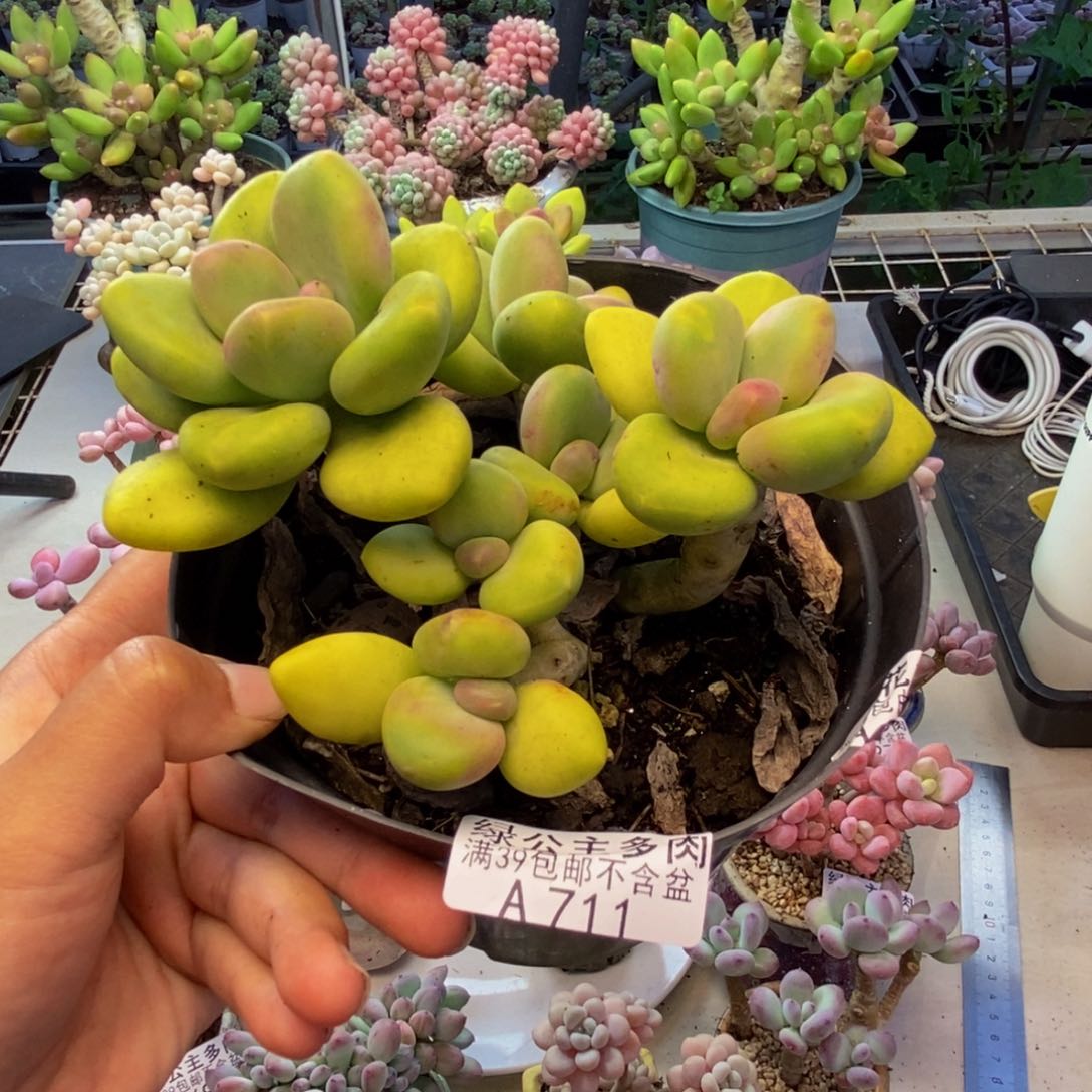 桃**.711芒果奶多肉10c m