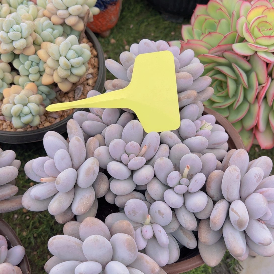 香玉的故事是一个人的故事