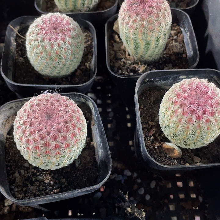 红太阳5.8带盆土