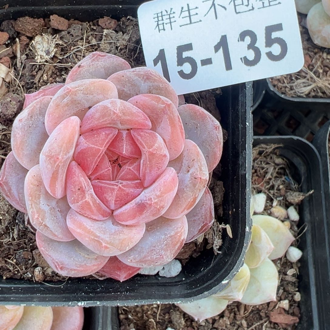 逢*小卡拉米糖心一物一拍15-135