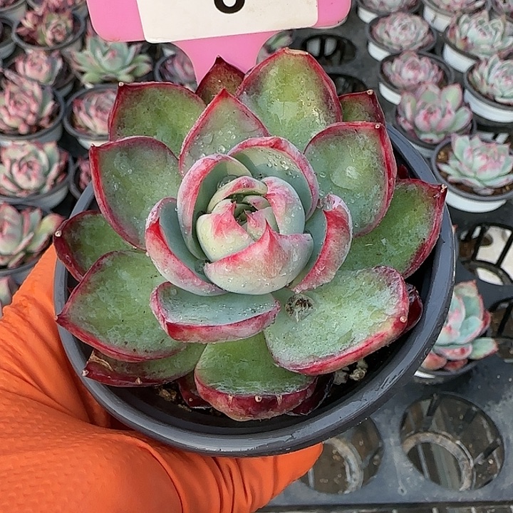 8 惊鸿仙子多肉植物6-9cm