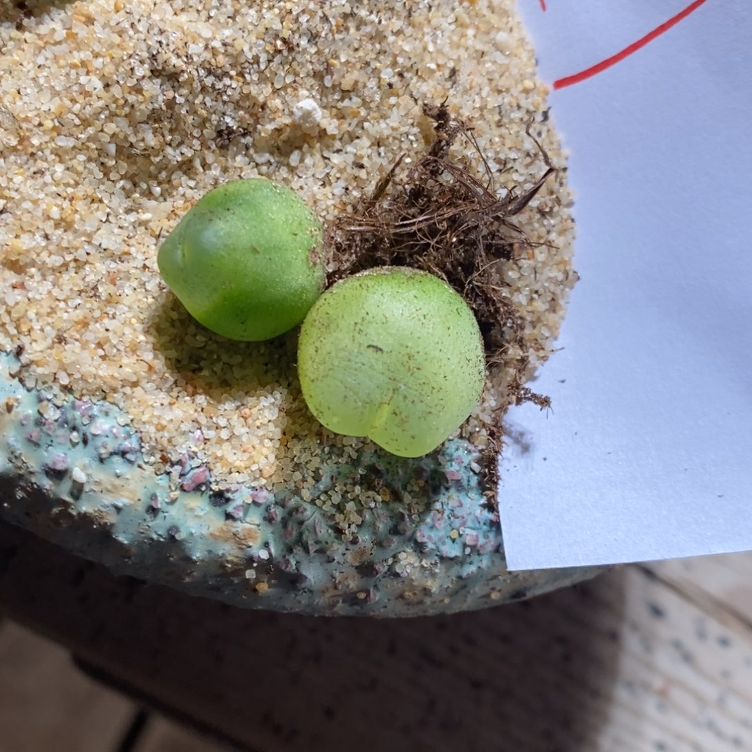 &***&18374。 两颗拉登。   