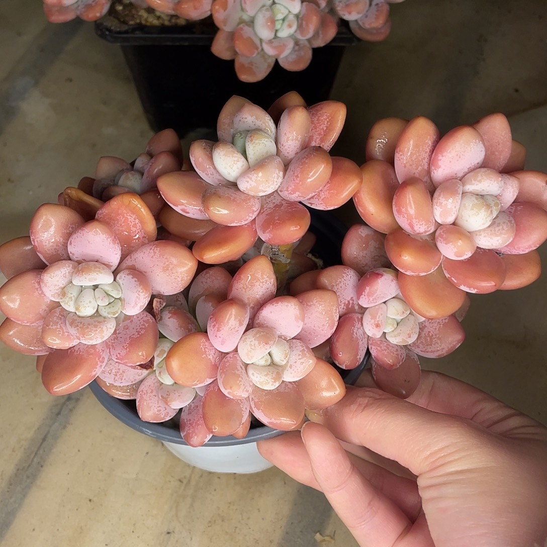 红洛神一物一拍28包邮非偏远