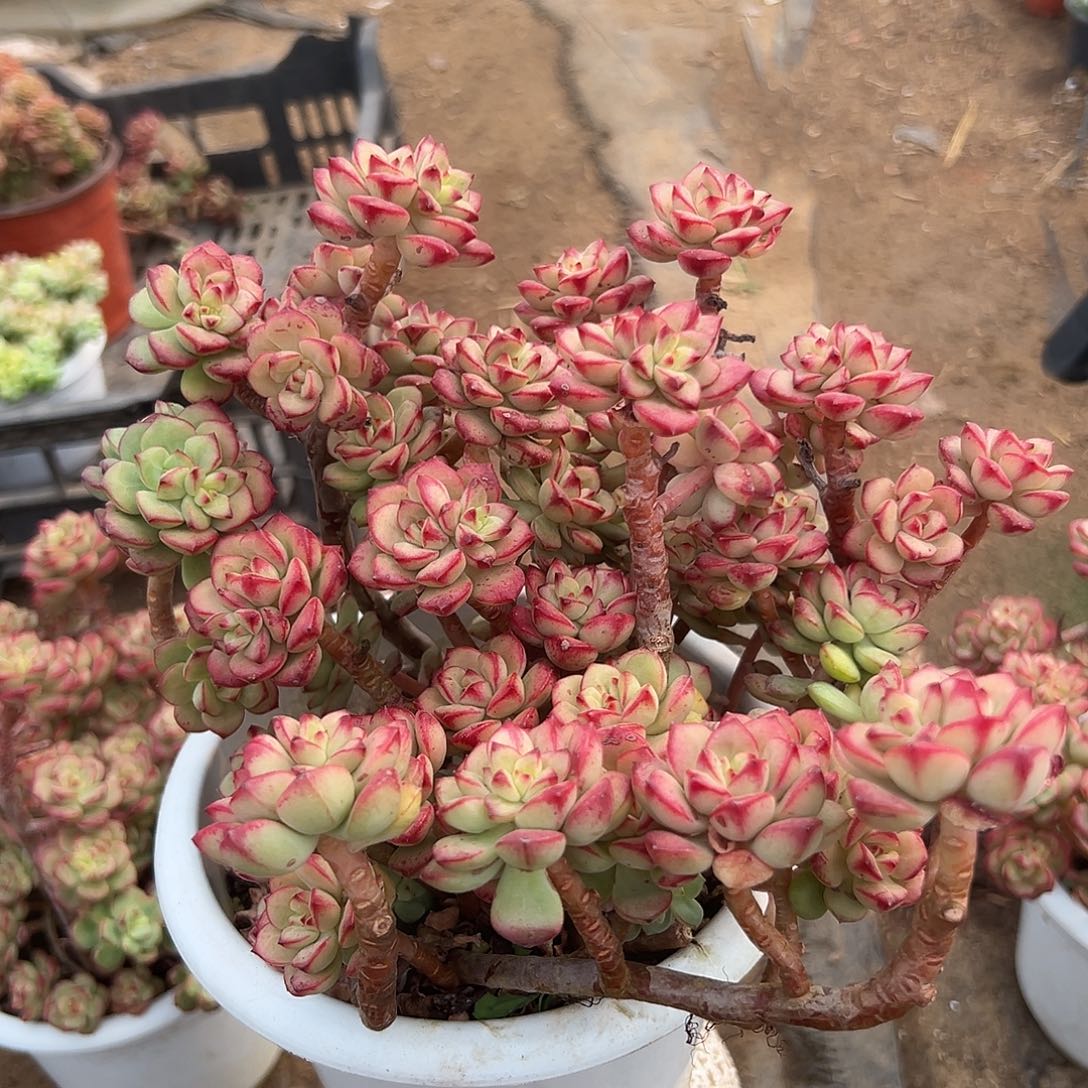 多肉植物探戈大颗