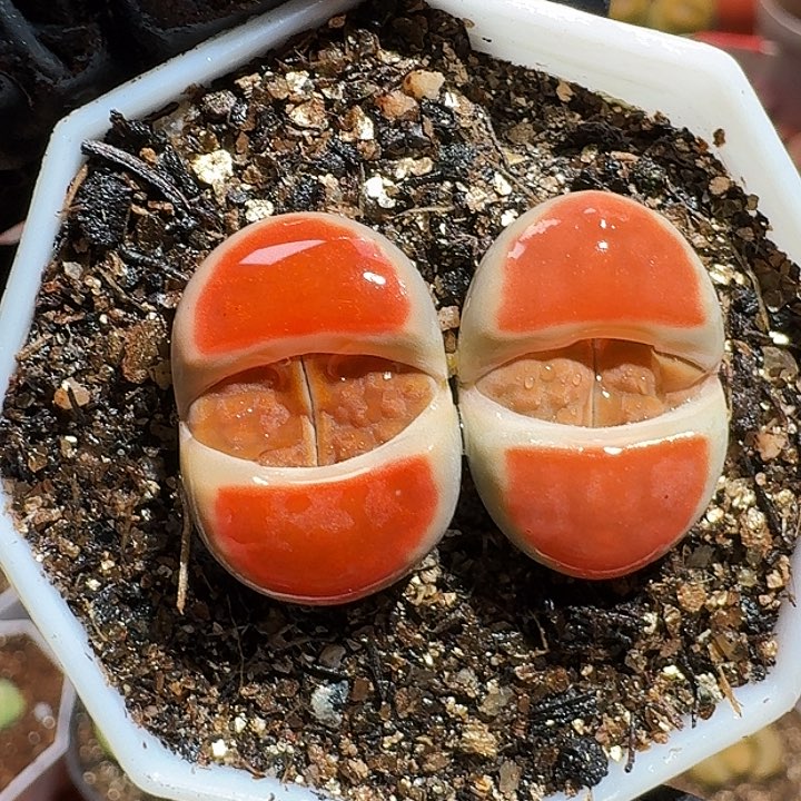 生石花22333。  58