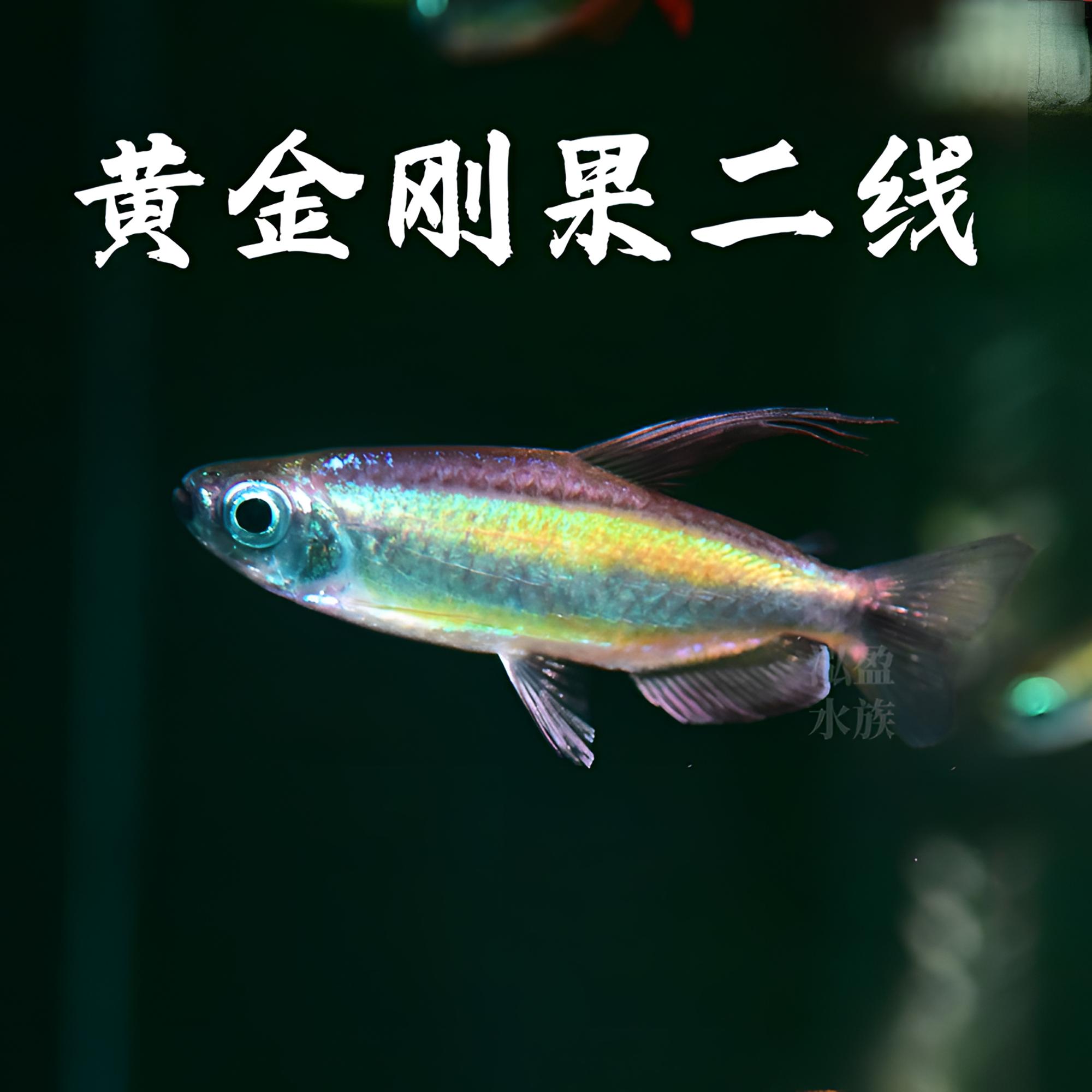 【泓盈】黄金二线刚果野生热带观赏鱼/混养/群游
