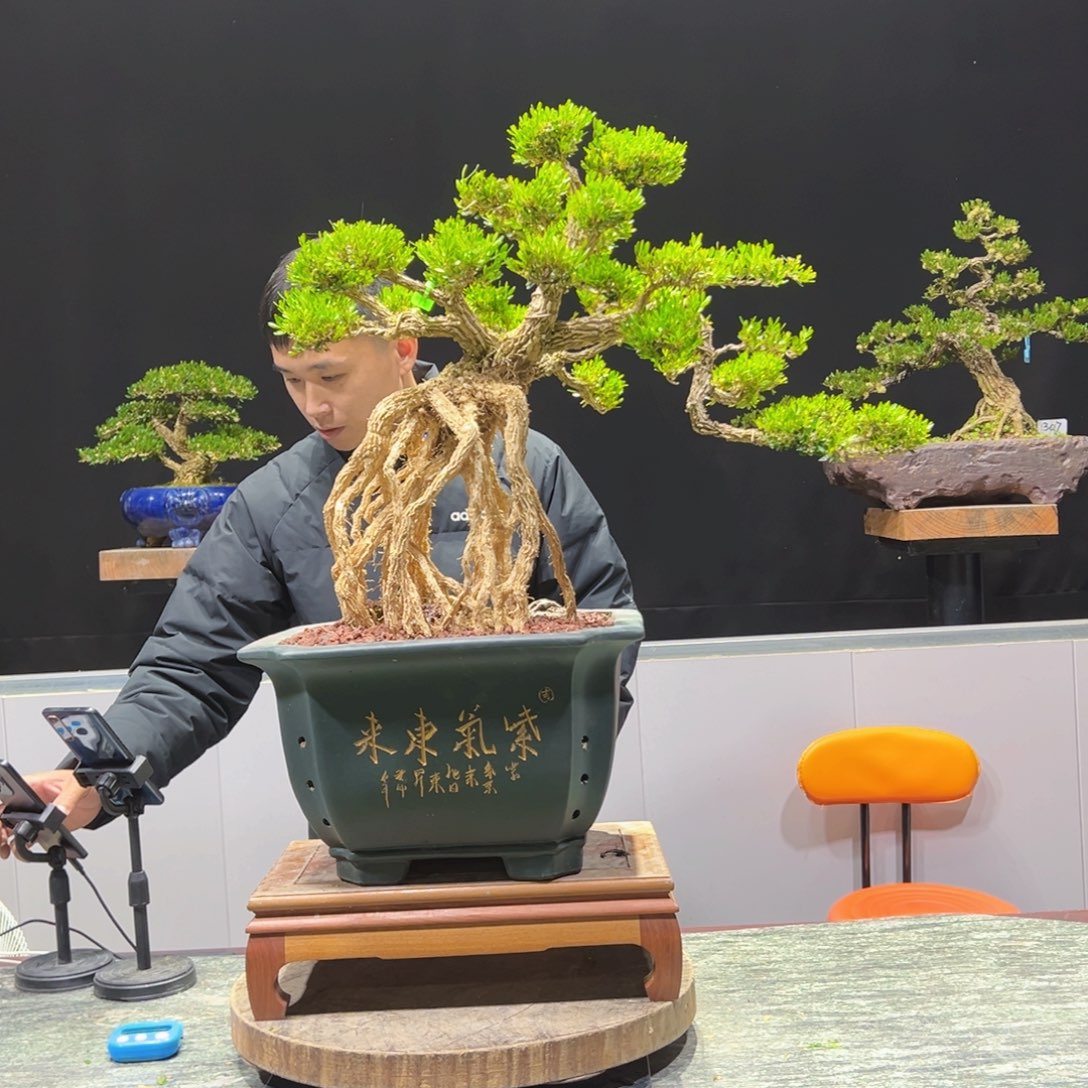 黄杨盆景老桩四季长青