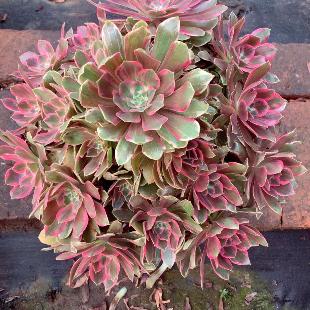 浣纱捧花，多肉植物