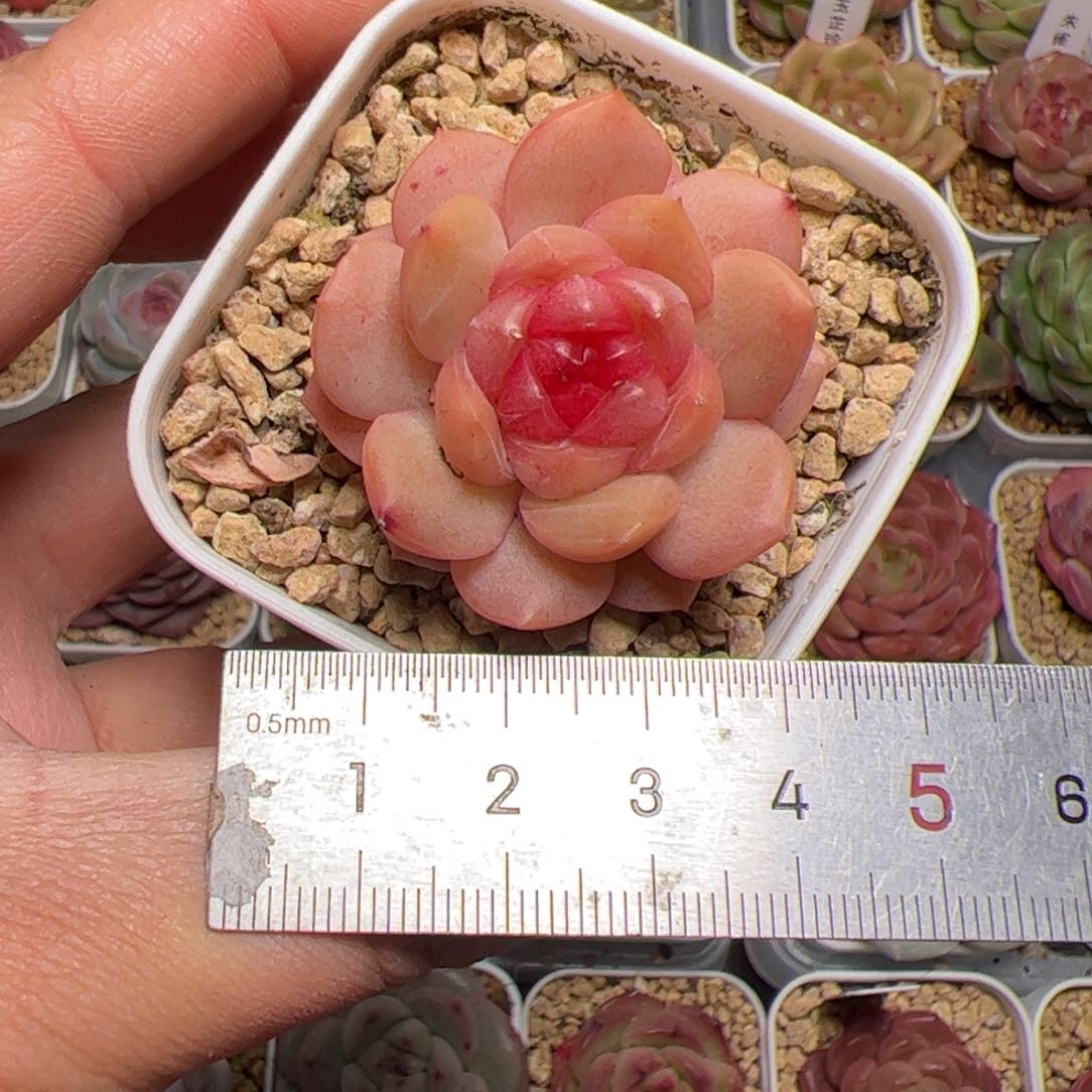 馨*?515 肉植物组合盆栽