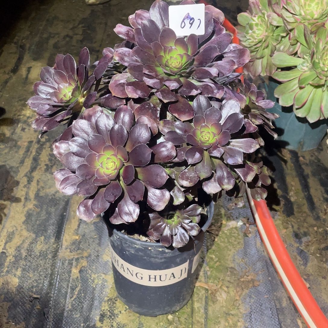 697法师植物圆叶