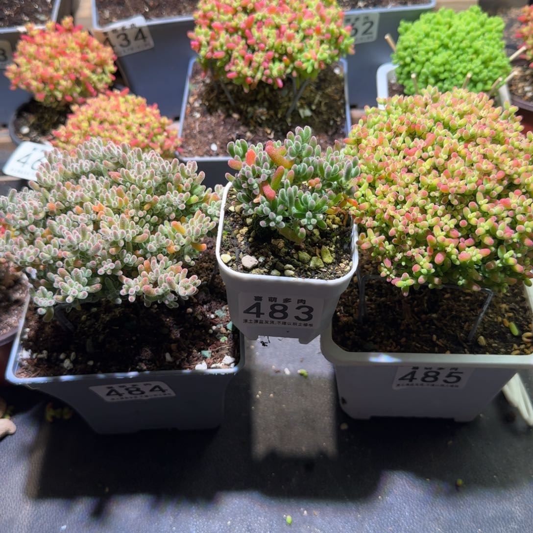 善***人蜜桔糖球485冰晶484实生483