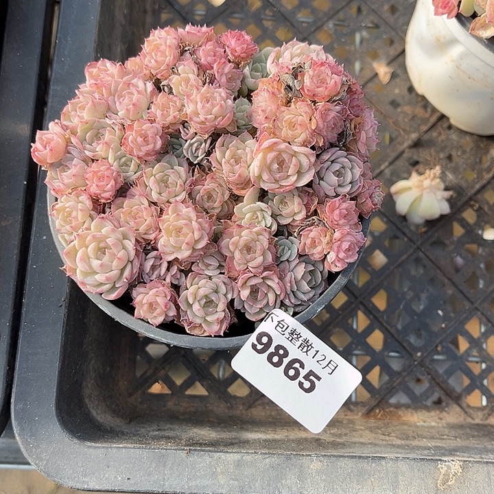 阿雅园艺。       9865