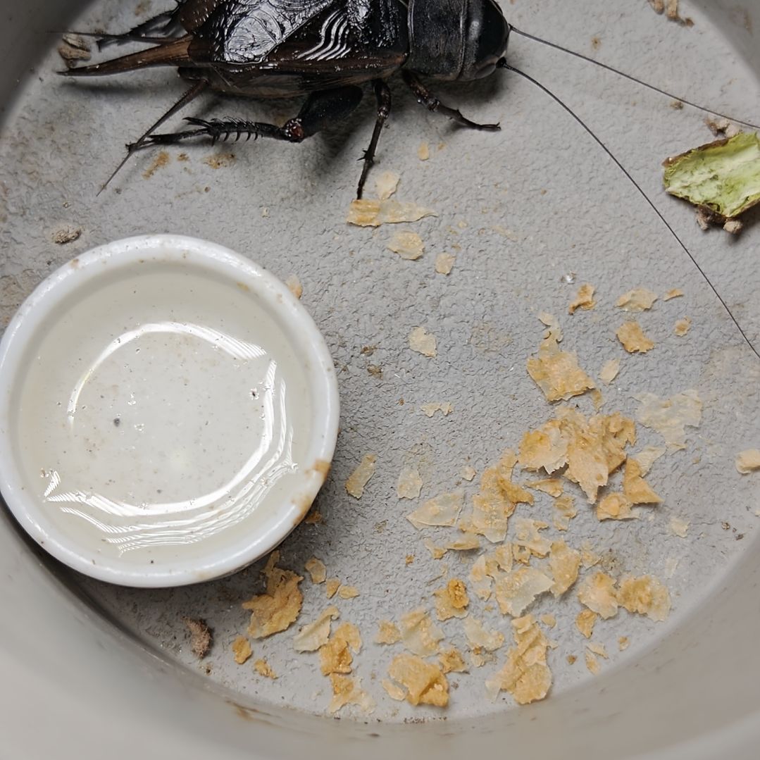 蟋蟀歪门邪调 小杨30