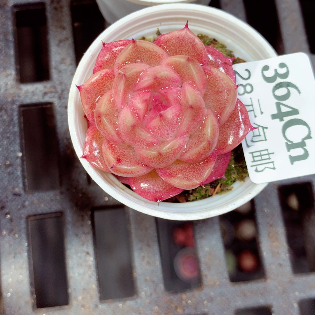 5厘米盆精控多肉364