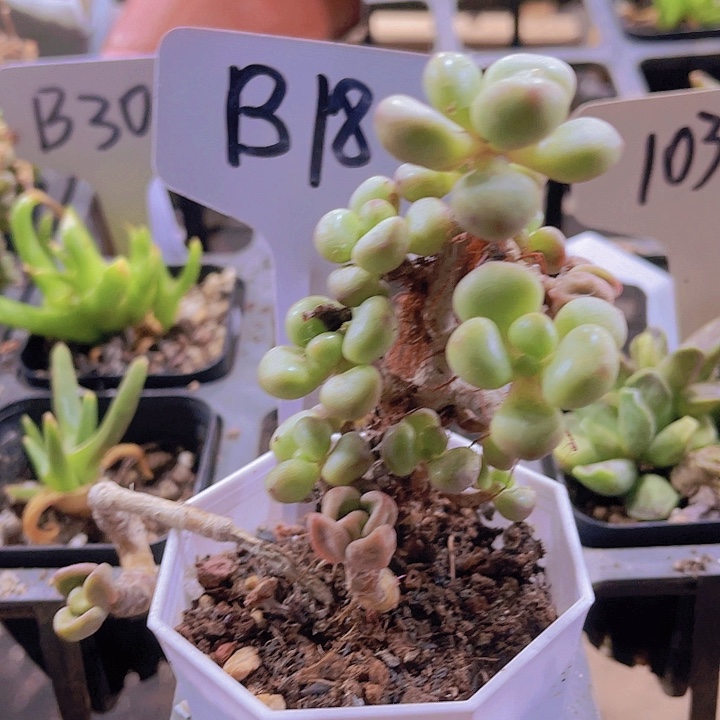精品B18不枝干多肉植物