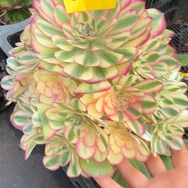 多肉植物荔枝0055