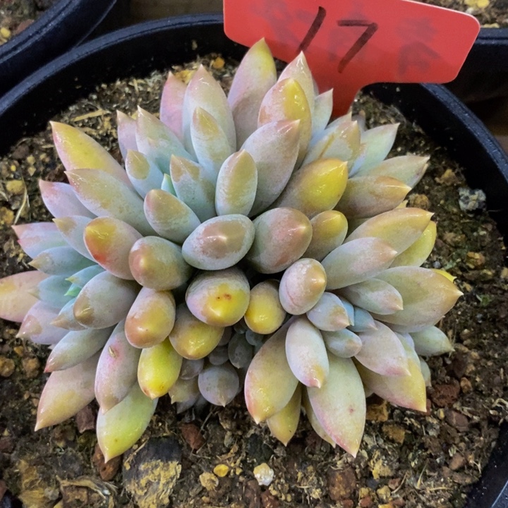 是的呢这一期太好嗑