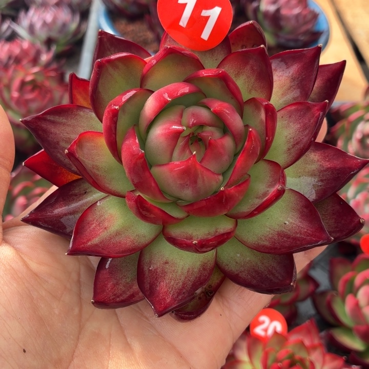 静***喽多肉植物惊鸿仙子