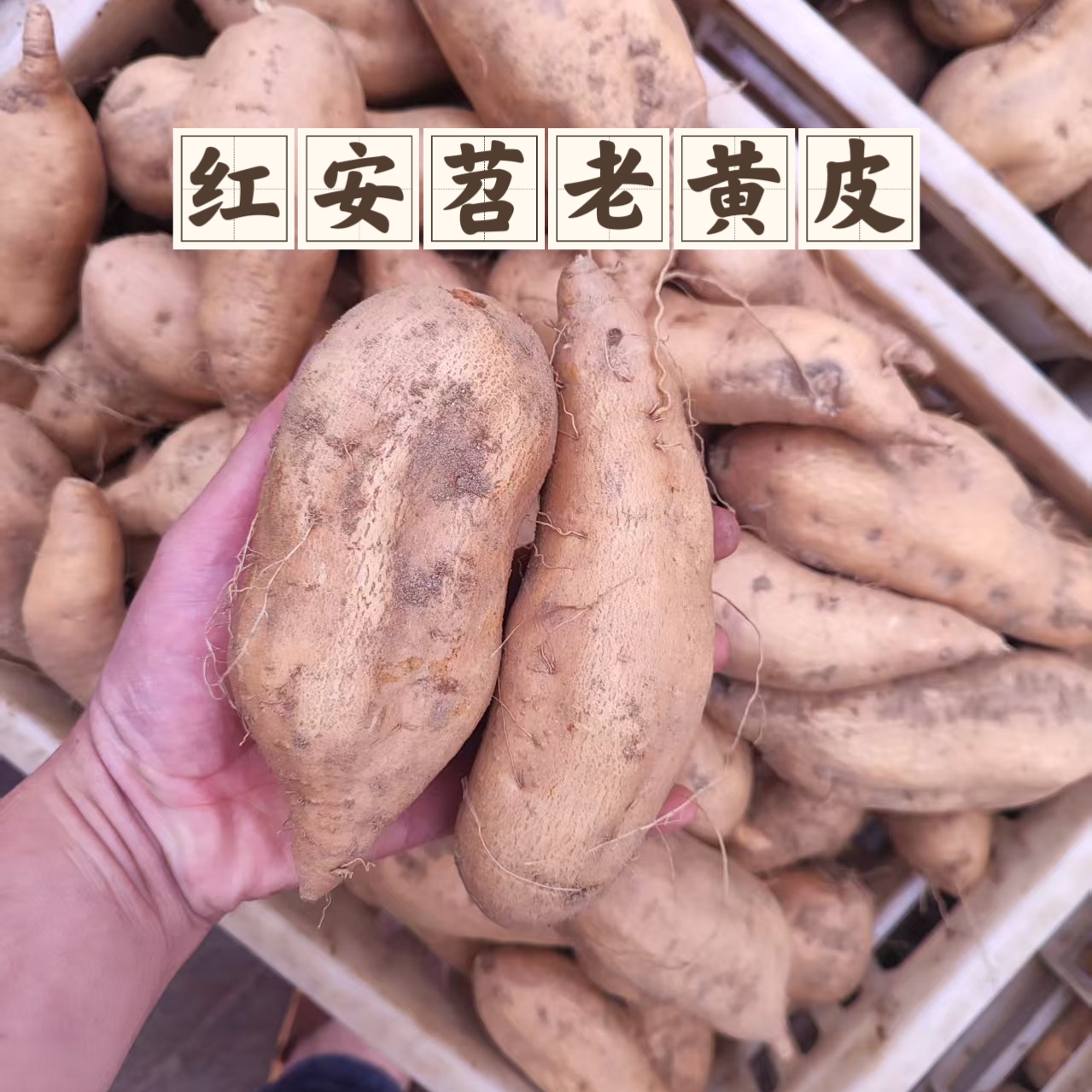 红安特产红安苕老黄皮20斤网格即食套装奇缺老品种每年过抢的红薯