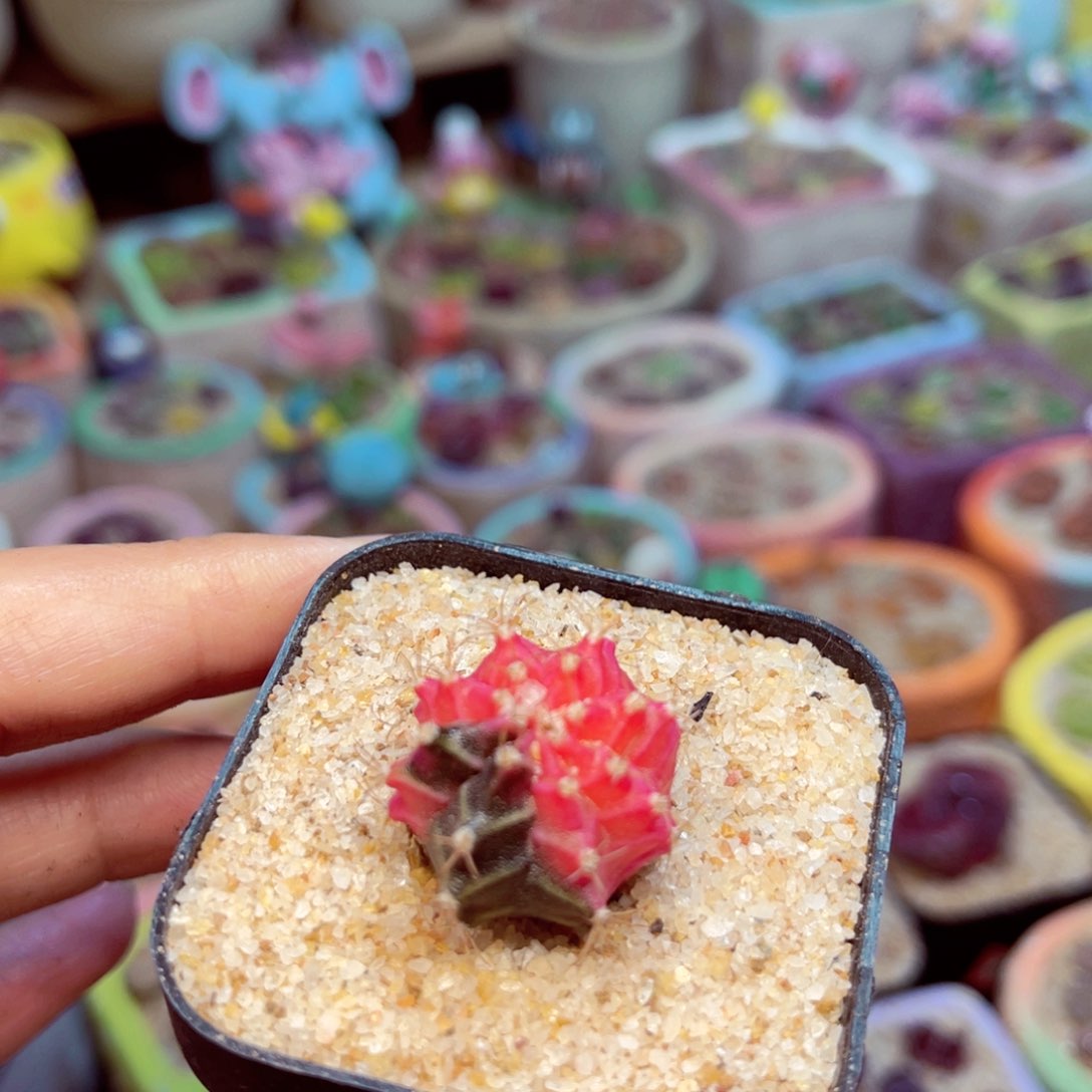 306 .5578855888866554