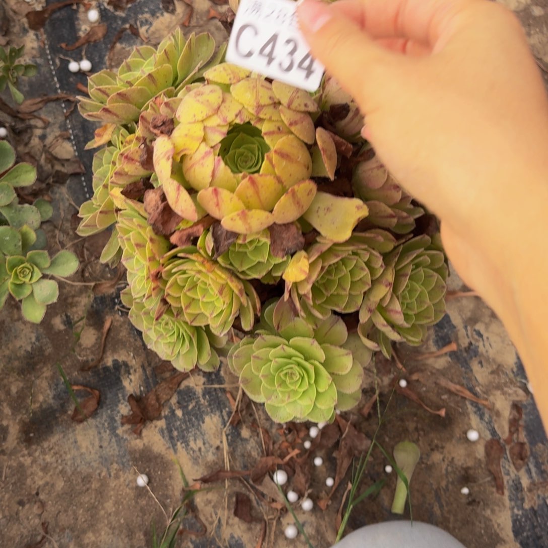 434多肉植物捧花的时候