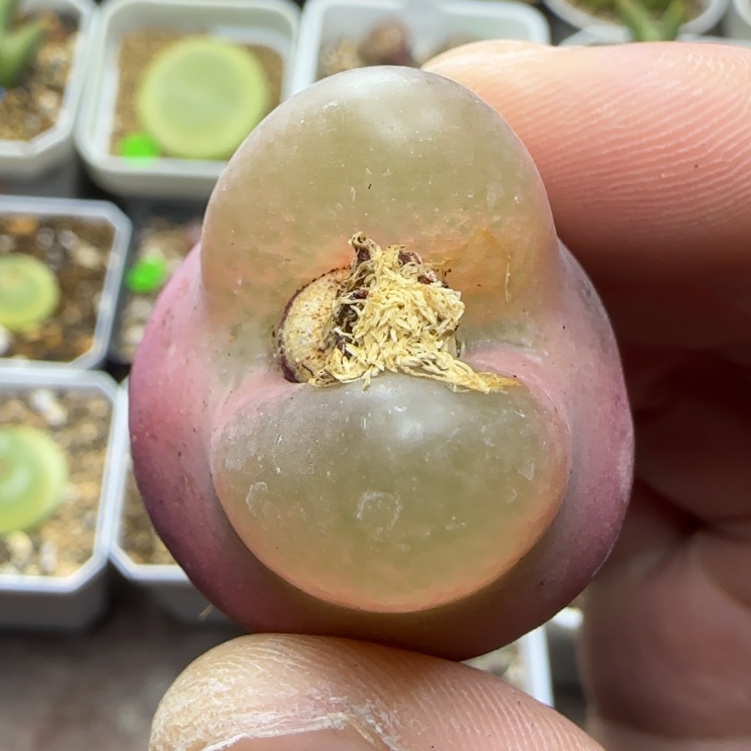 兔耳朵3.1+多肉植物355