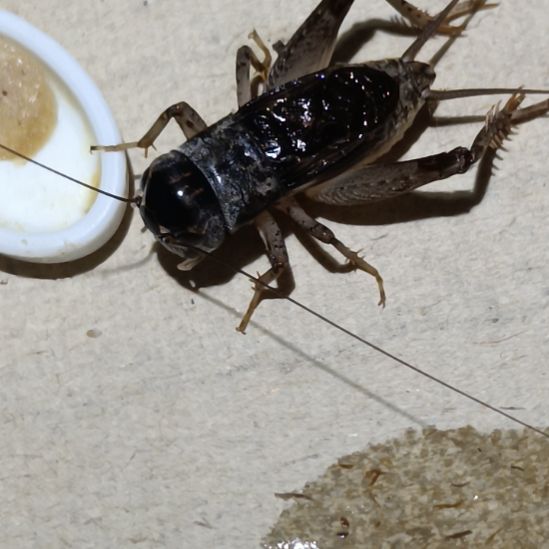 坤园份房蟋蟀蛐蛐