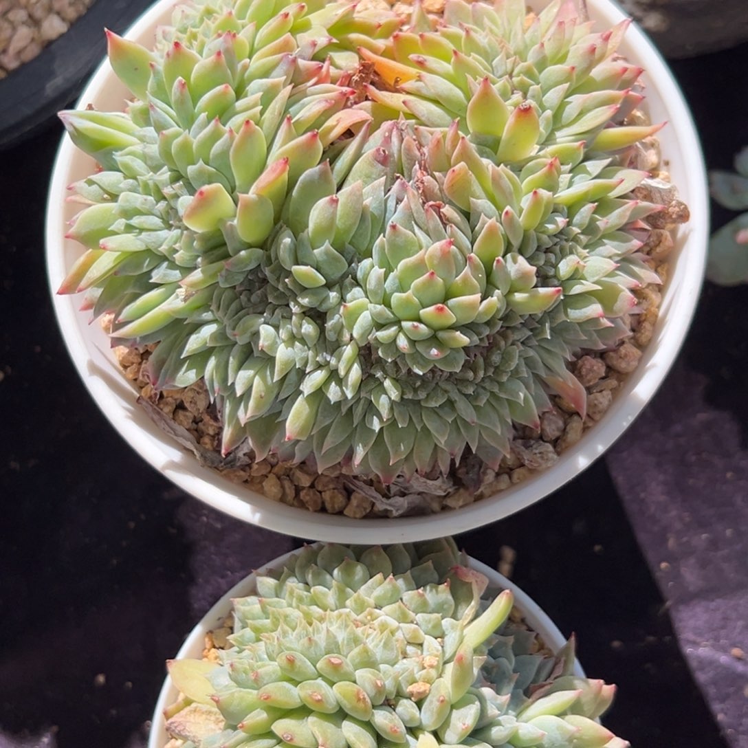 紫色山茶 新年快乐