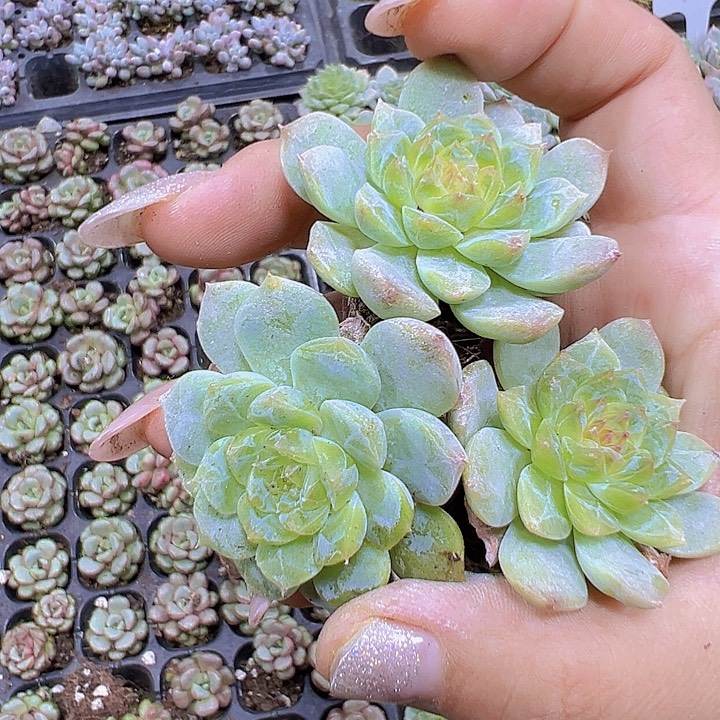 溏心苗3个19包邮多肉
