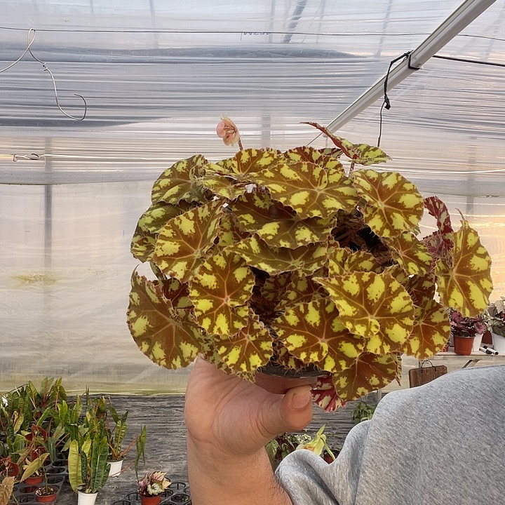 完全开放虎斑秋海棠120盆