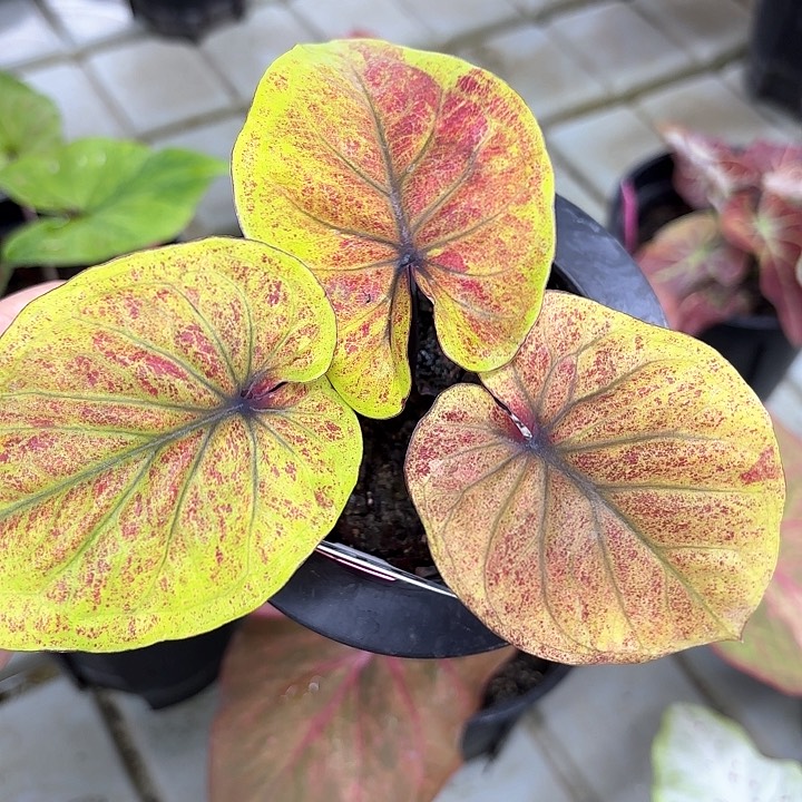 15-0214彩叶芋广东现货